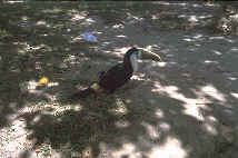 Bunter Vogel in SF am Rckweg von Paraitepuy